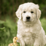 Golden Retriever for Sale