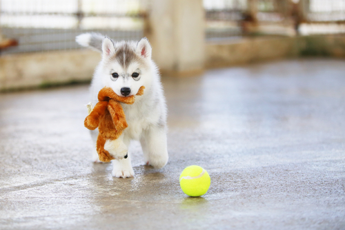 A cute Siberian Husky puppy playing with a stuffed animal and a tennis ball.
