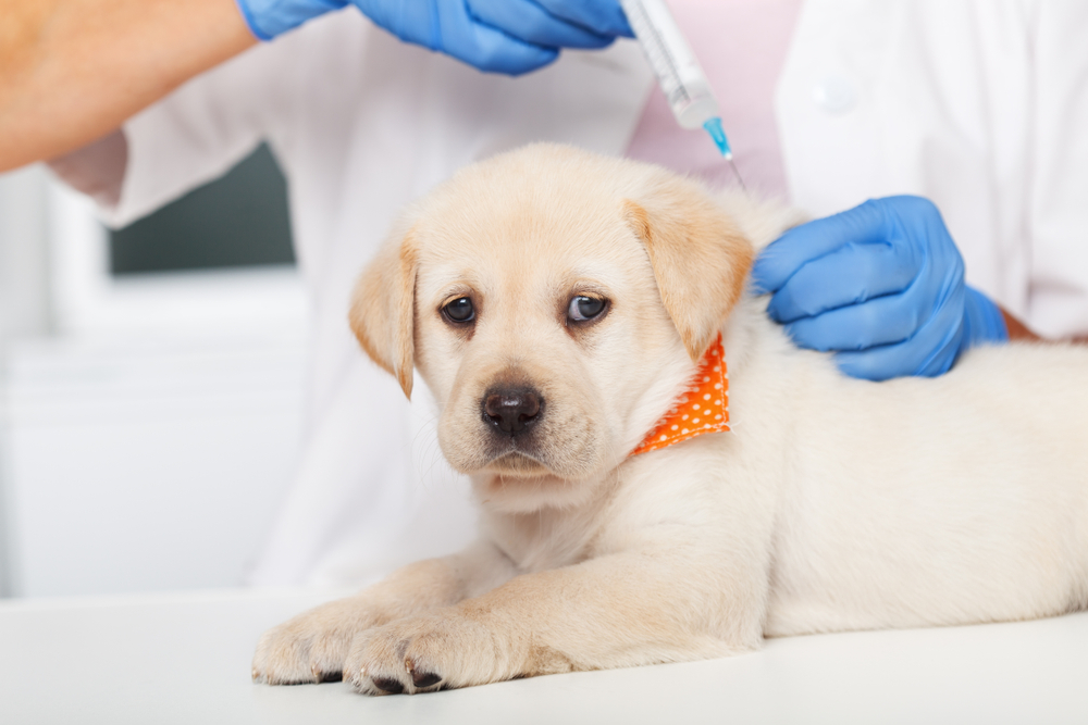 A cute Labrador Retriever receiving a vaccine shot from a vet.