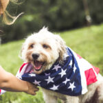A cute puppy with the American flag tied around their body by their owner in a grassy field.