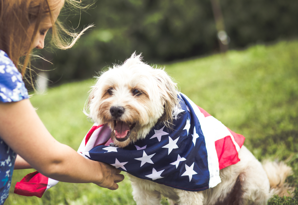 A cute puppy with the American flag tied around their body by their owner in a grassy field.
