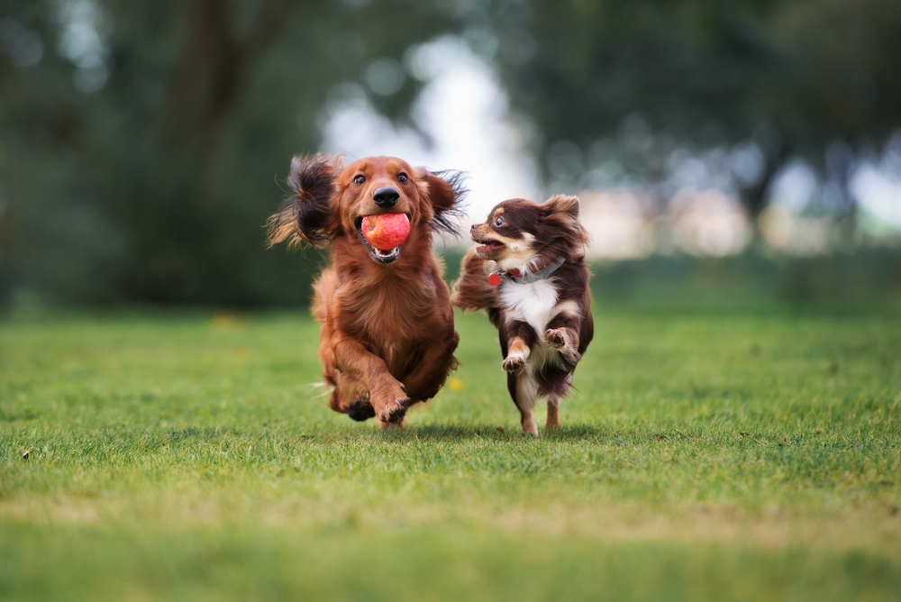 A cute Dachshund holding an apple and Chihuahua running across the field.