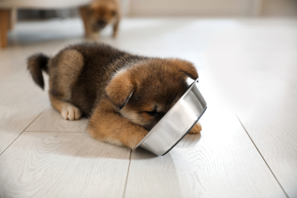 A young puppy eating from a steel dog bowl.