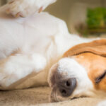 shutterstock_1208048371