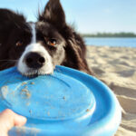 shutterstock_1711466626