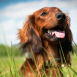 shutterstock_197629151-1