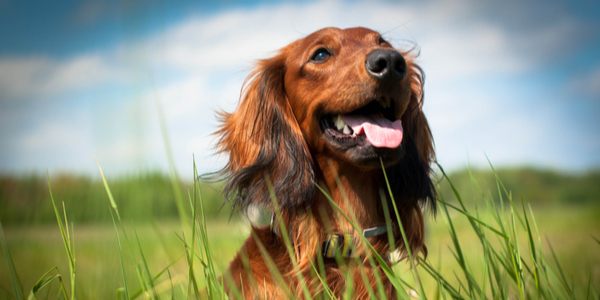 shutterstock_197629151-1