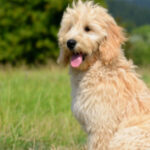 Shutterstock_153039998