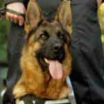 Shutterstock_1718686057-1