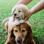 Benefits-of-Doggy-Daycare