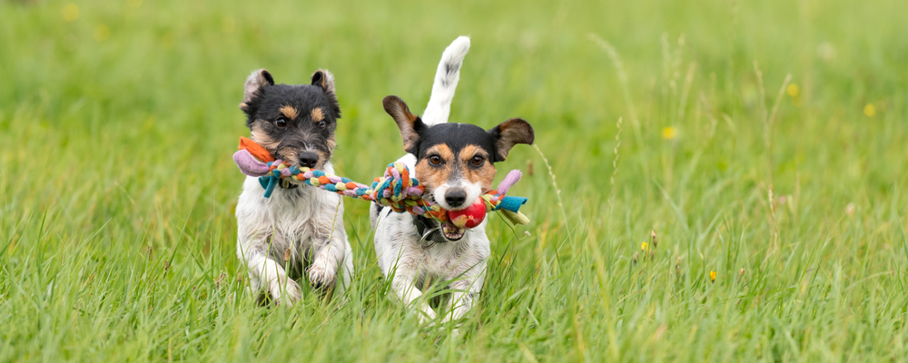 Two adorable puppies run across a field holding a squeaky chew toy for dogs. 