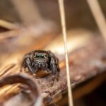 Black-Widows-and-Dogs-1