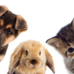 Puppies, Kittens, and Bunnies, oh my!