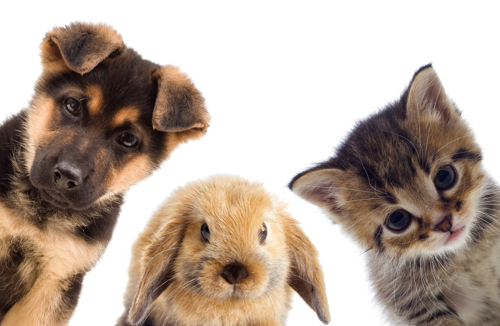 Puppies, Kittens, and Bunnies, oh my!