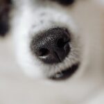 Can-Dogs-Smell-Cancer