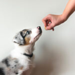 Positive Reinforcement Tips Puppy Training