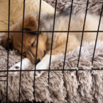 Puppy Crate Training