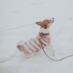 Tips-for-Keeping-Your-Pup-Healthy-in-the-Winter-Image