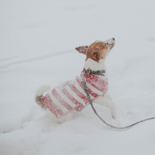 Tips-for-Keeping-Your-Pup-Healthy-in-the-Winter-Image