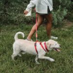 Top-Pups-for-First-Time-Dog-Owners