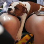 Top-Companion-Dogs-1