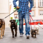professional dog walking services near me