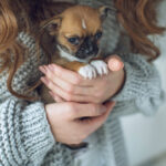 tips for raising a puppy