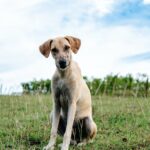 Top-Six-Most-Recently-Registered-Dog-Breeds