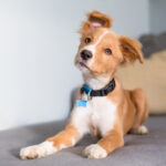 dog training collars for puppies