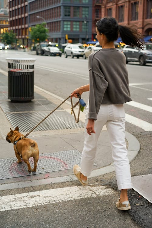 Best-City-Dogs-1