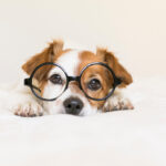puppy eyesight