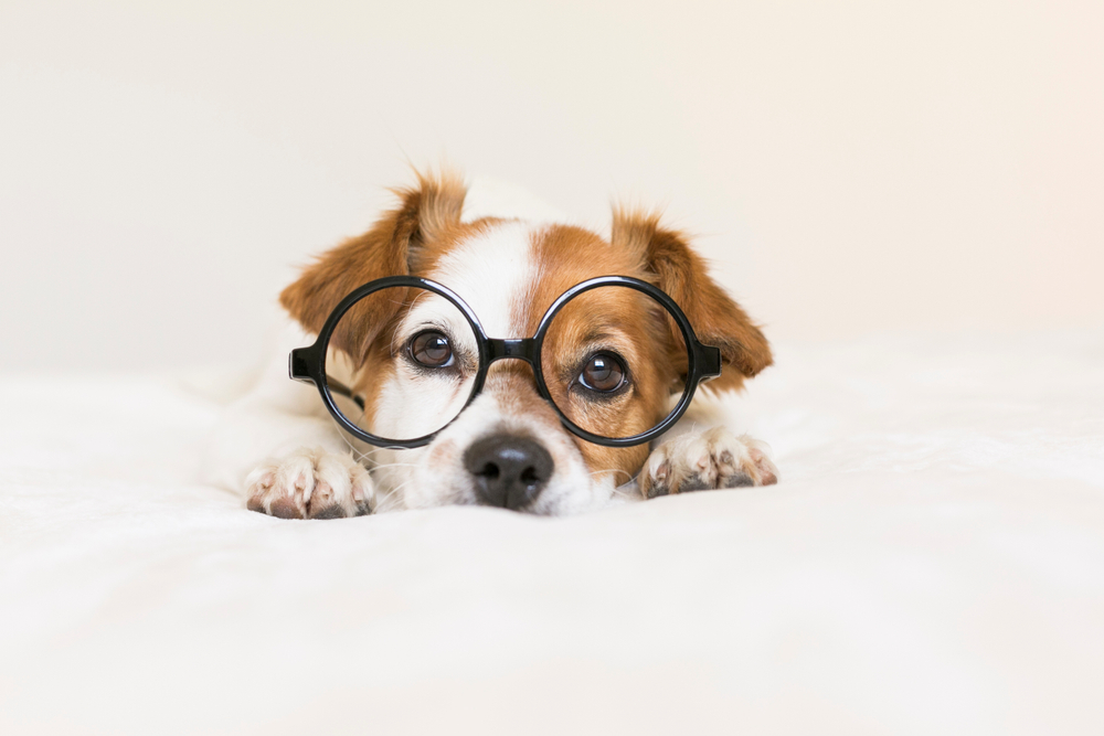 puppy eyesight