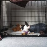 crate training puppy