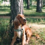 Constipation-in-Dogs-–-What-to-Do