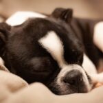 Our-Dogs-Like-to-Sleep-1