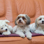 best indoors dog breeds