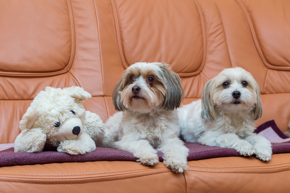 best indoors dog breeds