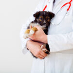 best pet health insurance providers