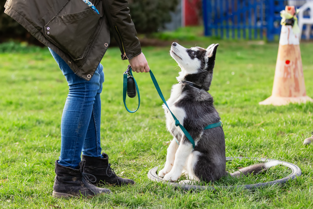 Picture,Of,A,Woman,Who,Trains,With,A,Young,Husky