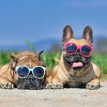 how to keep you dog cool in summer