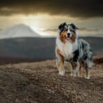 best dog breed for hiking
