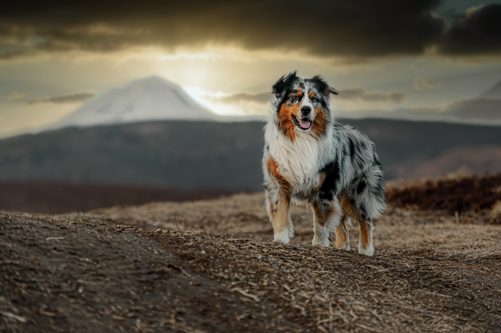 best dog breed for hiking
