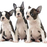 Boston Terrier dog breed