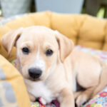 will my puppy be ok at home alone