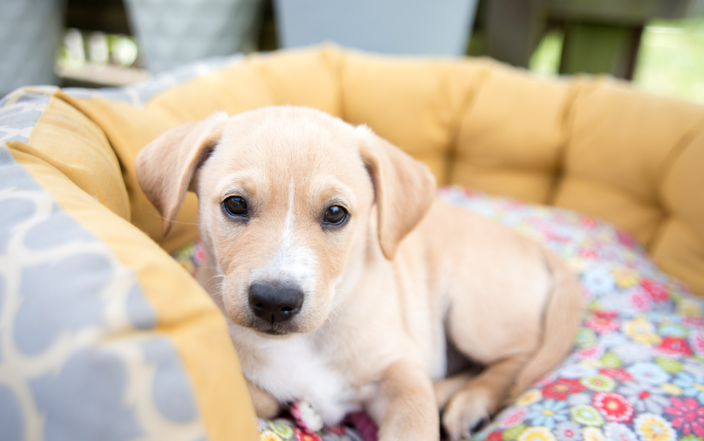 will my puppy be ok at home alone