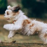 Tips-On-Helping-to-Lower-a-Dogs-Weight