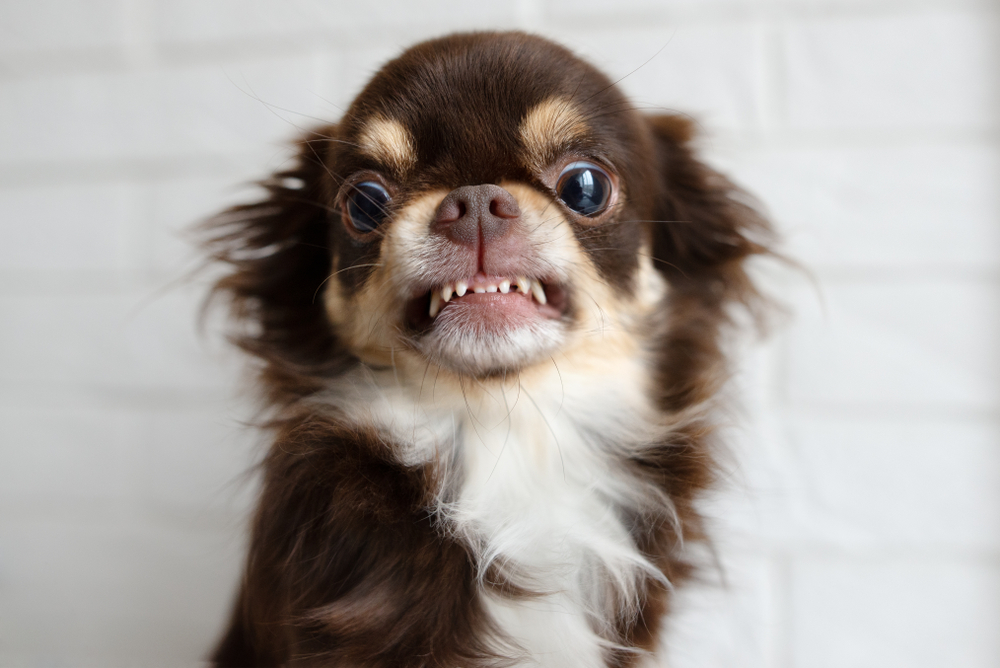 A long-haired Chihuahua snarls adorably for the camera to help prompt the question, are chihuahuas aggressive? 