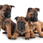 are Belgian Malinois good dogs