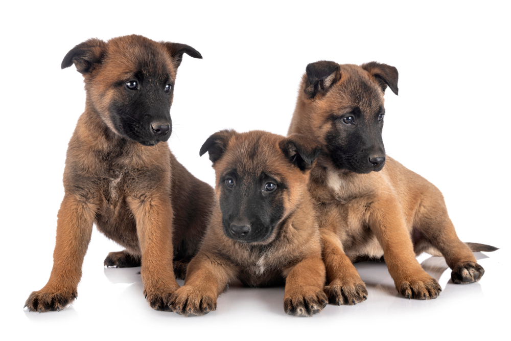 are Belgian Malinois good dogs
