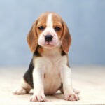 Are Beagles good family dogs